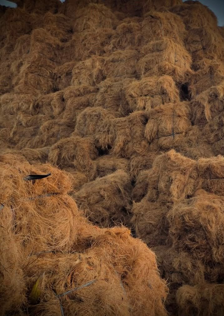 Coconut Fiber